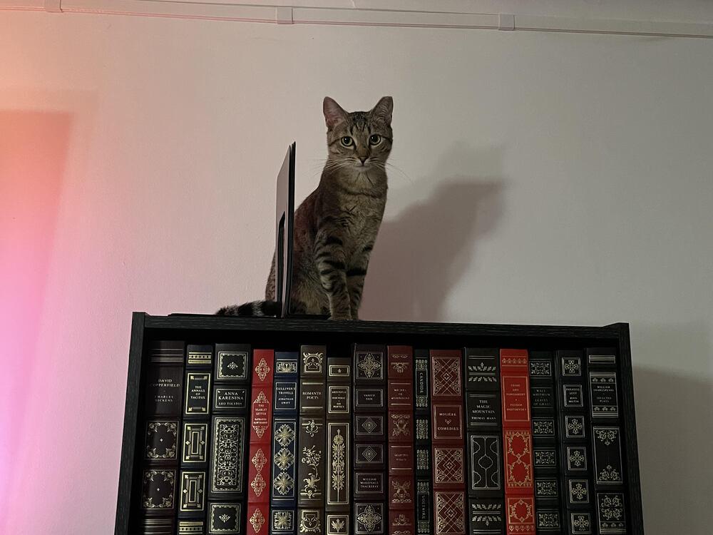 Enlarge Poodle, a Adoptable Domestic Short Hair in Urbana, IL image 3/4