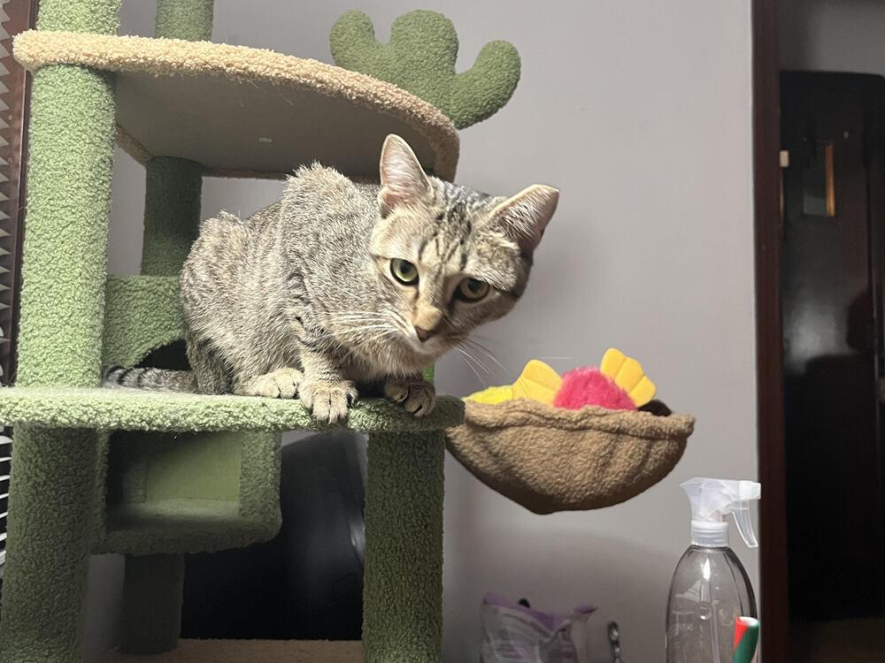 Enlarge Poodle, a Adoptable Domestic Short Hair in Urbana, IL image 4/4