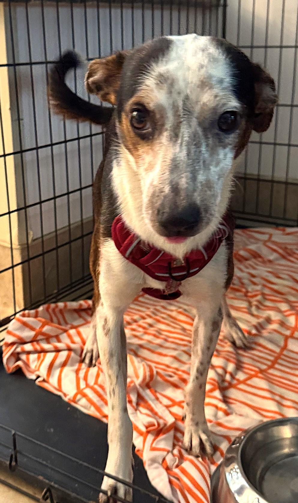 Enlarge Dorsey 8868, an adoptable mixed breed in Boca Raton, FL image 2/2