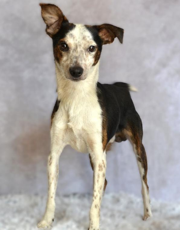 Enlarge Dorsey 8868, an adoptable mixed breed in Boca Raton, FL image 1/2