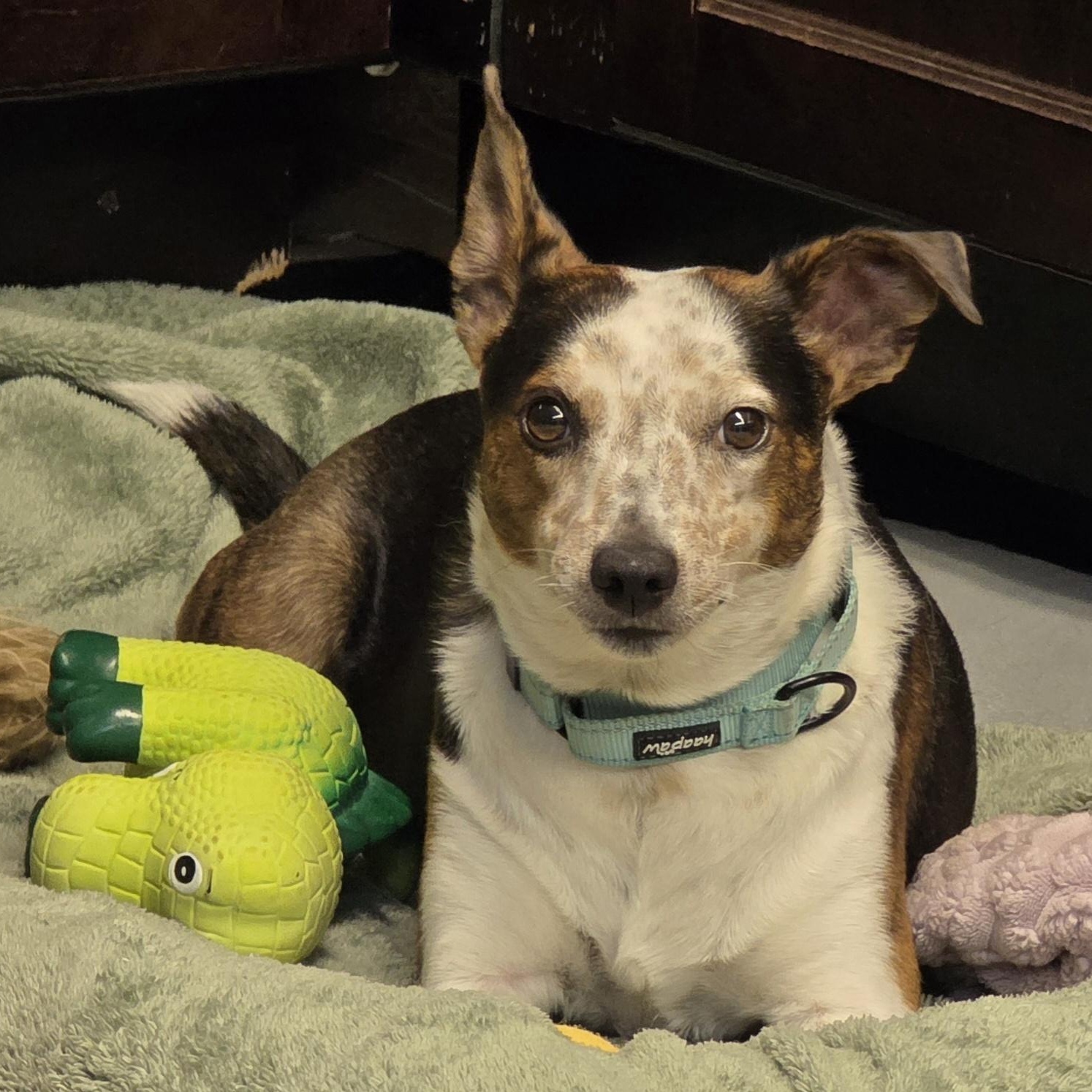 Enlarge Dorsey 8868, an adopted mixed breed in Boca Raton, FL image 1/2