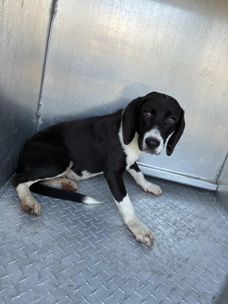 Dino, Adoptable, Puppy Female Mixed Breed.