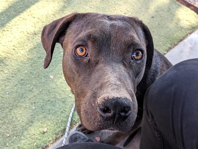 FAUNA, Adoptable, Young Female Pit Bull Terrier & Labrador Retriever.