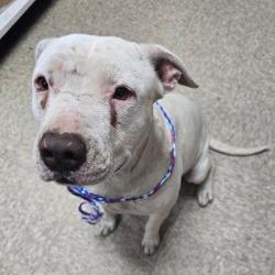 Enlarge LUNA, a Adoptable mixed breed in Bullhead City, AZ image 1/1