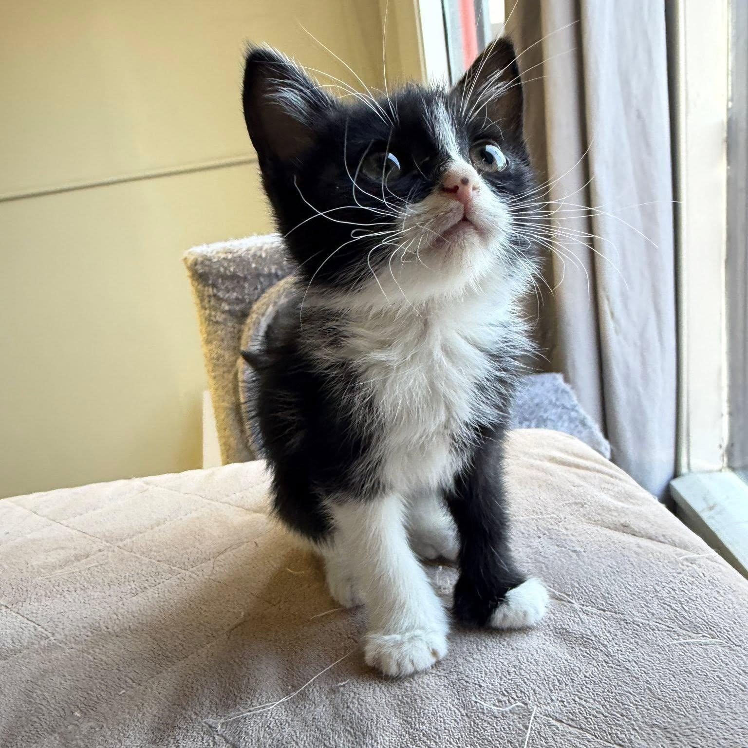BEANS, a ADOPTABLE Domestic Short Hair in Santa Monica, CA image 2/4