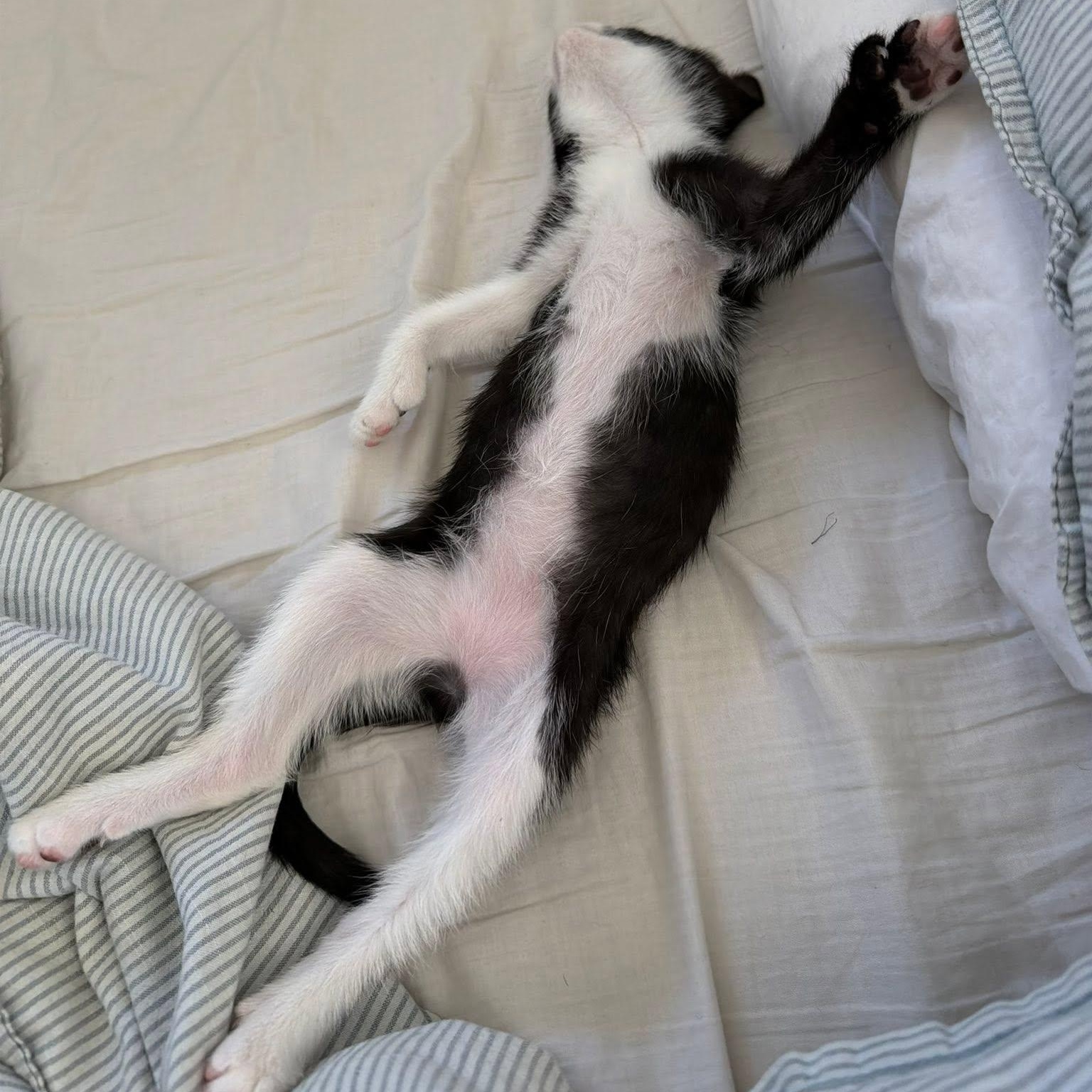 BEANS, a ADOPTABLE Domestic Short Hair in Santa Monica, CA image 3/4