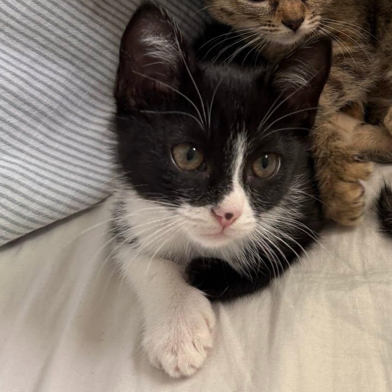 BEANS, a ADOPTABLE Domestic Short Hair in Santa Monica, CA image 1/4