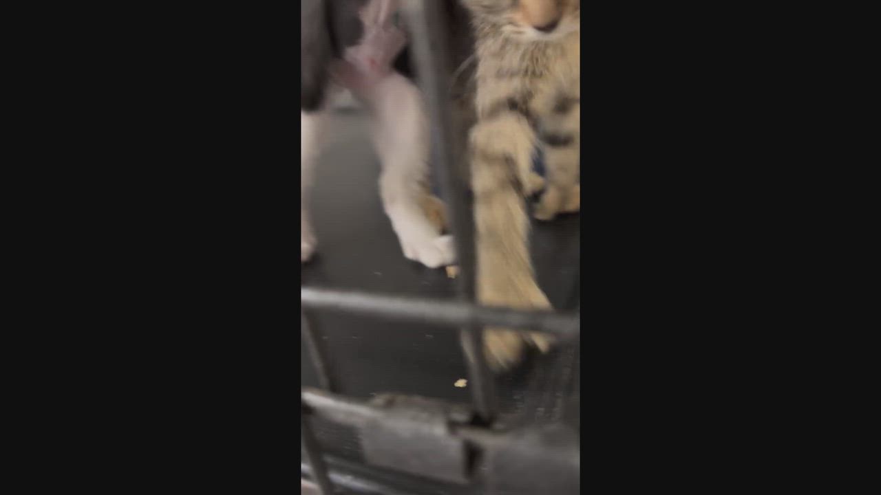 Enlarge BEANS, a ADOPTABLE Domestic Short Hair in Santa Monica, CA video 4/4