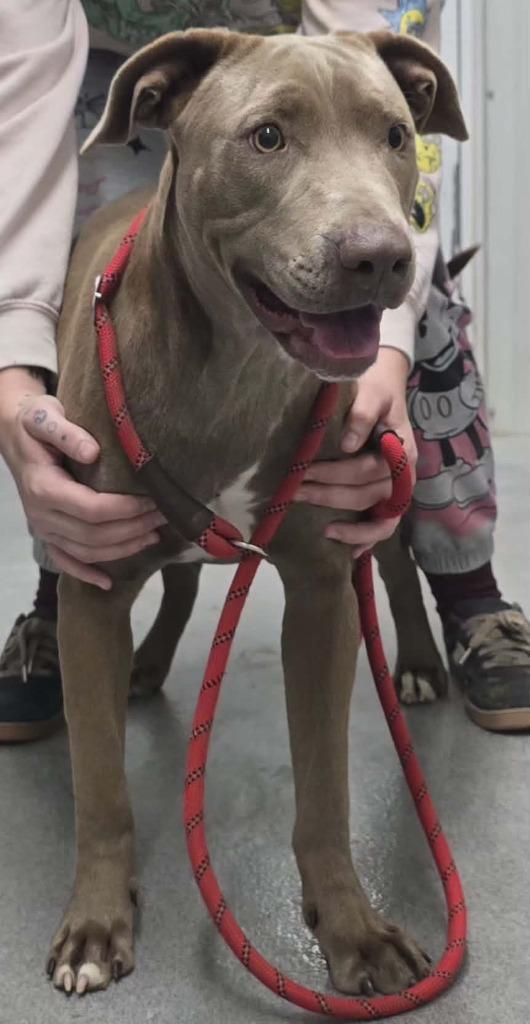 Zoey, Adoptable, Young Female Labrador Retriever & Weimaraner.