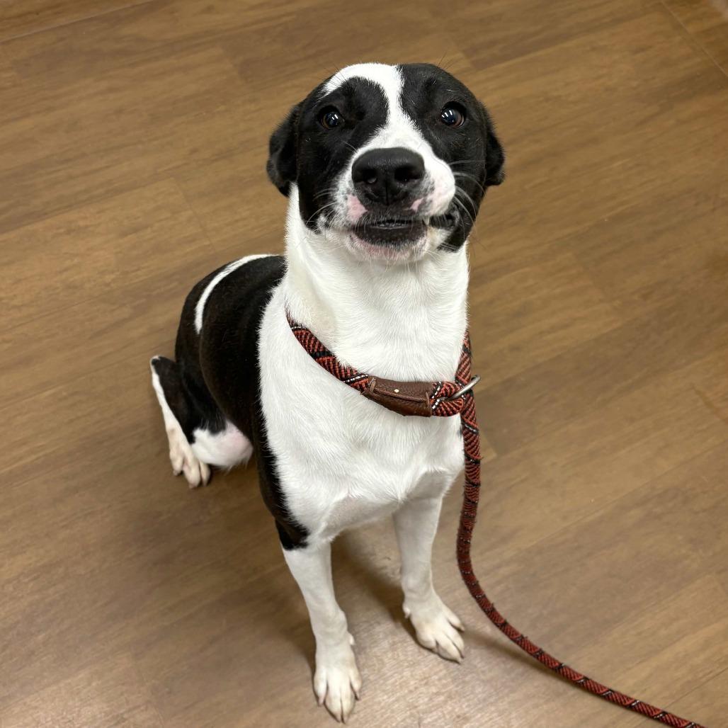 Enlarge Piper, a Adoptable mixed breed in Beaumont, TX image 1/5