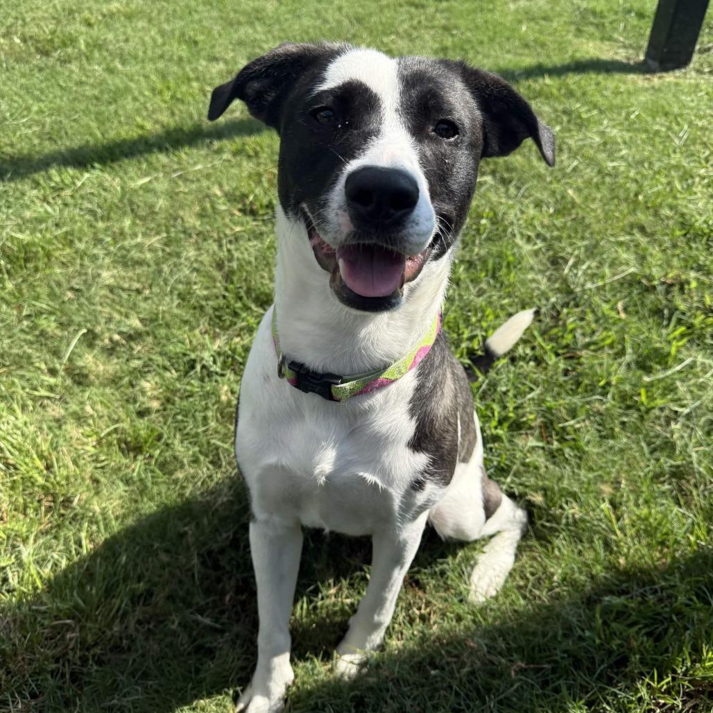 Enlarge Piper, a Adoptable mixed breed in Beaumont, TX image 2/5
