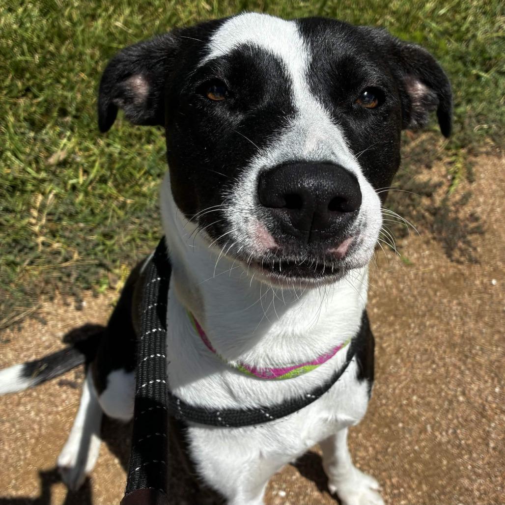 Enlarge Piper, a Adoptable mixed breed in Beaumont, TX image 3/5