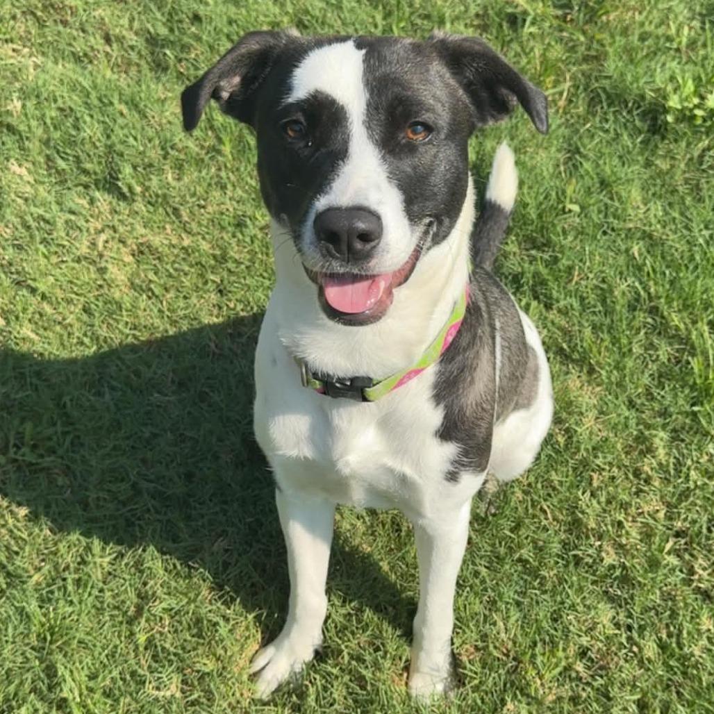 Enlarge Piper, a Adoptable mixed breed in Beaumont, TX image 4/5