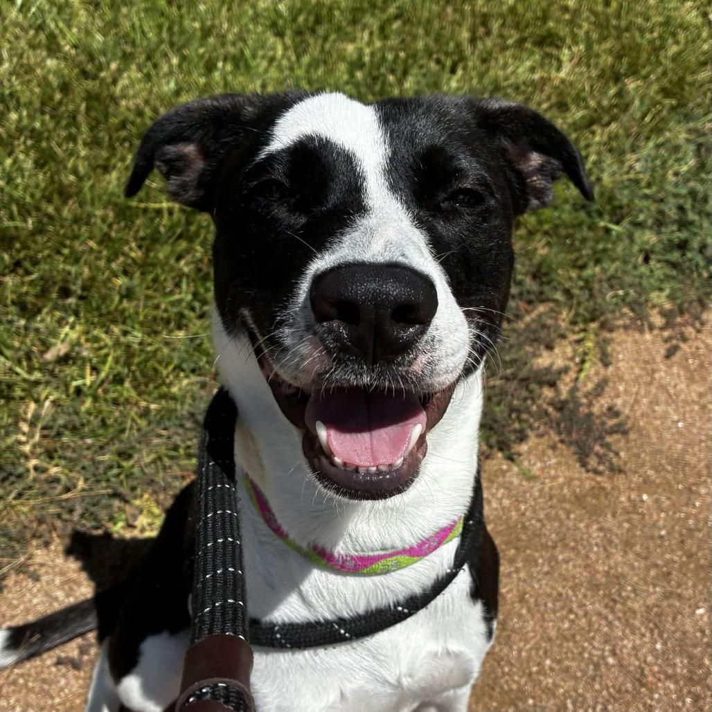 Enlarge Piper, a Adoptable mixed breed in Beaumont, TX image 5/5