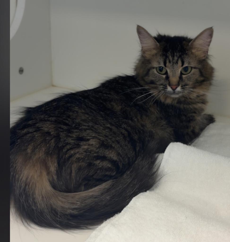 Lolly, Adoptable, Young Female Domestic Medium Hair.