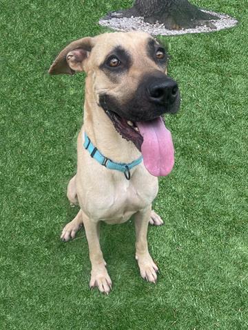 MOOSE, Adoptable, Adult Male Mastiff & Mixed Breed.