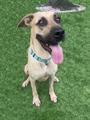 Enlarge MOOSE, a Adoptable mixed breed in Naples, FL image 1/1