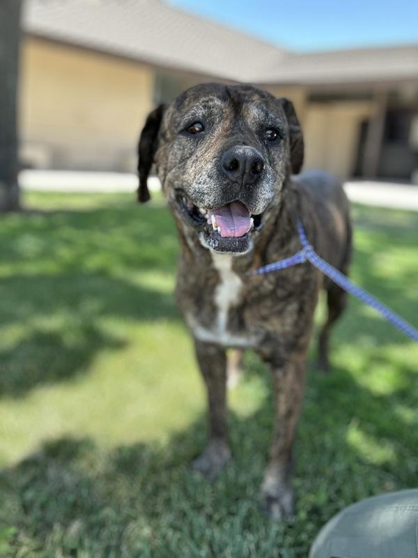 Enlarge Nest, a Adoptable mixed breed in Victorville, CA image 1/1