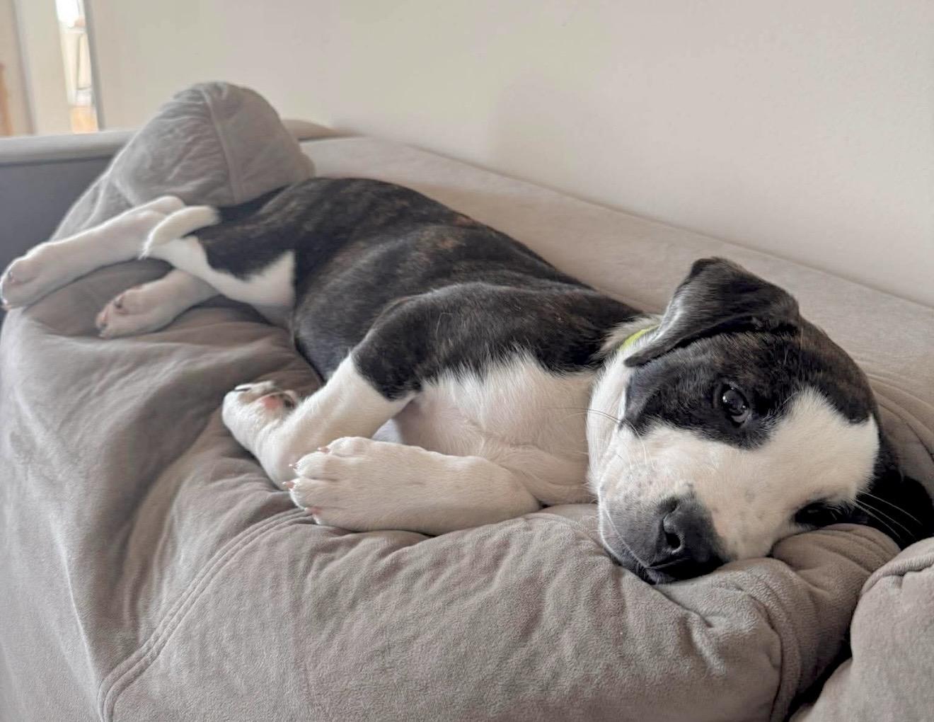 Enlarge Franklin, a Adoptable mixed breed in Lothian , MD image 5/6