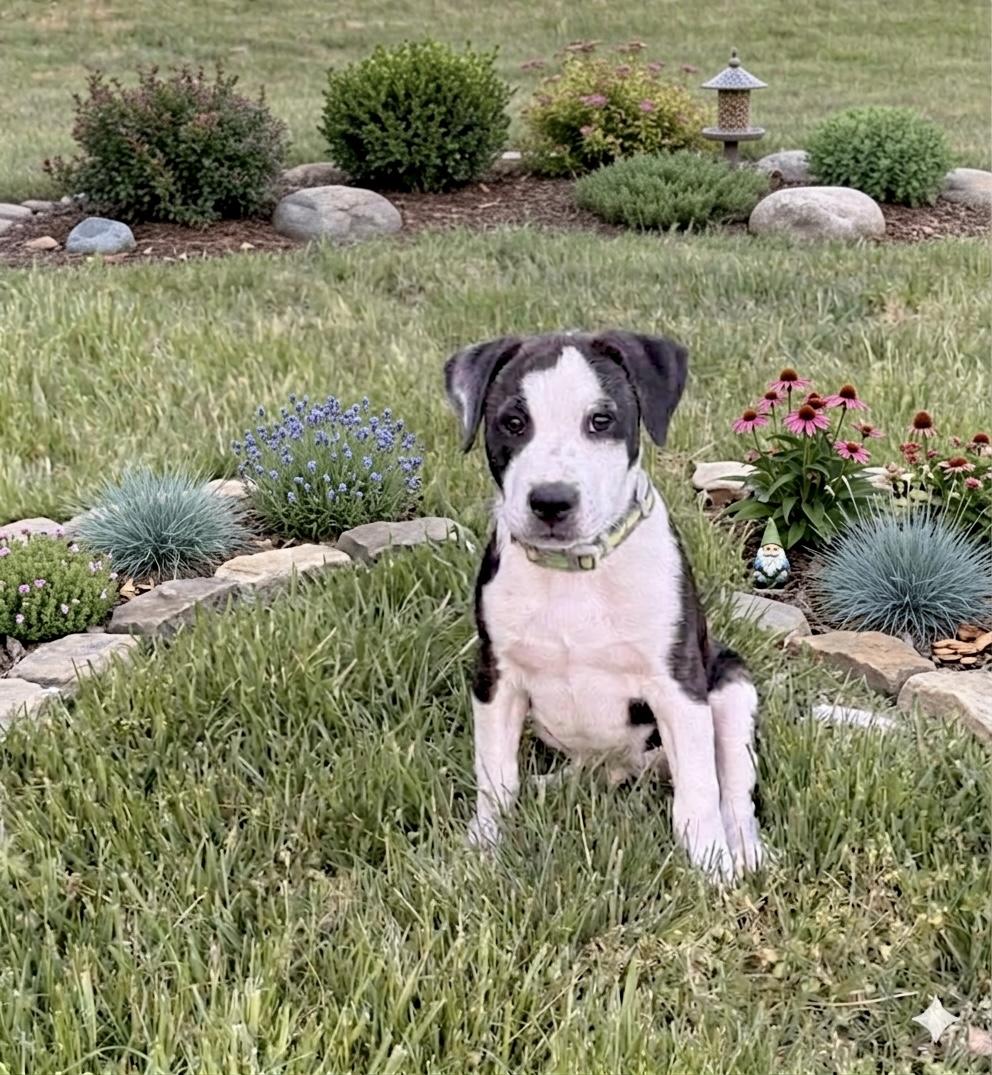 Enlarge Franklin, a Adoptable mixed breed in Lothian , MD image 1/6