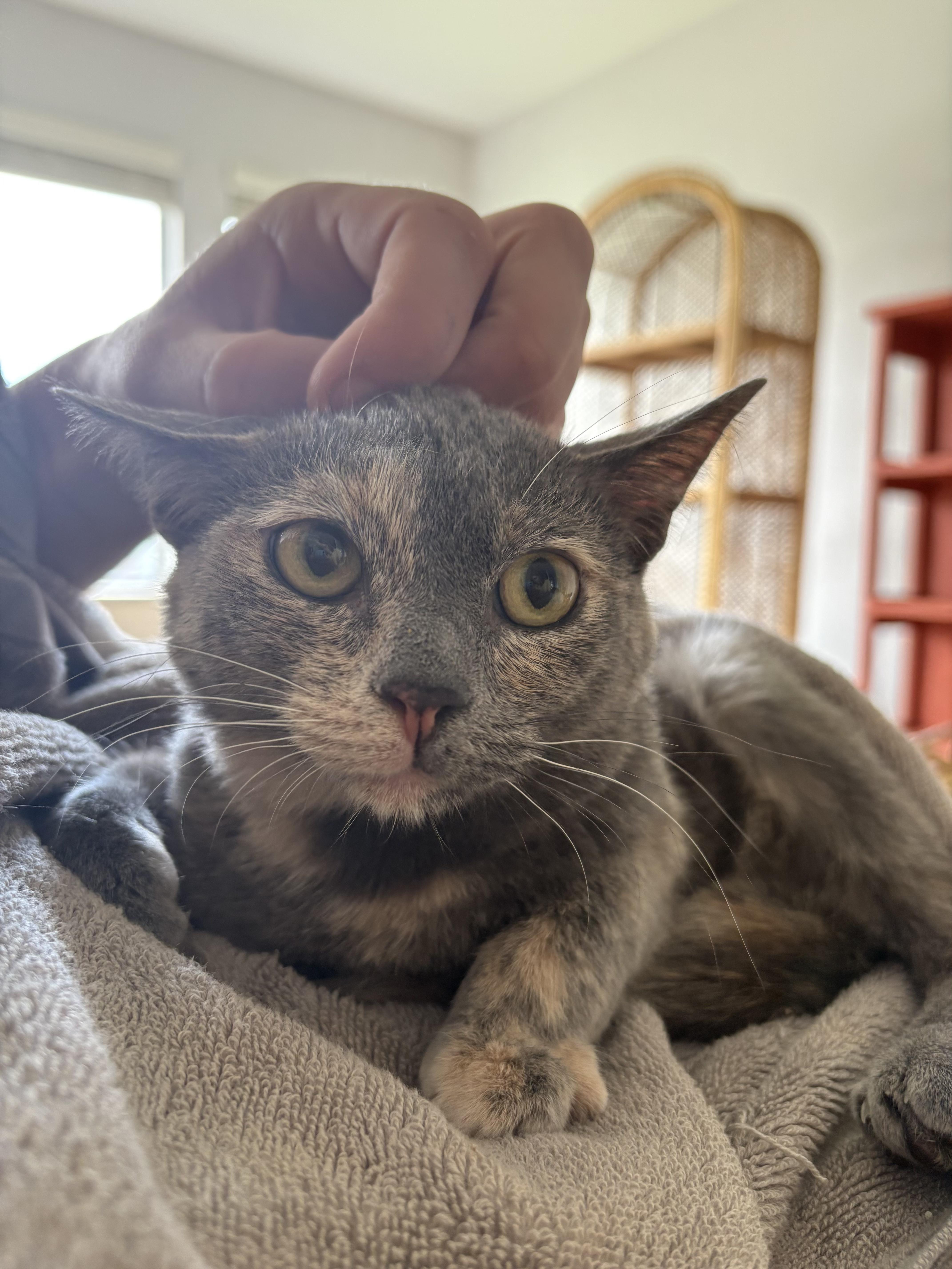 Enlarge Gracie, a ADOPTABLE mixed breed in Fort Collins, CO image 2/6