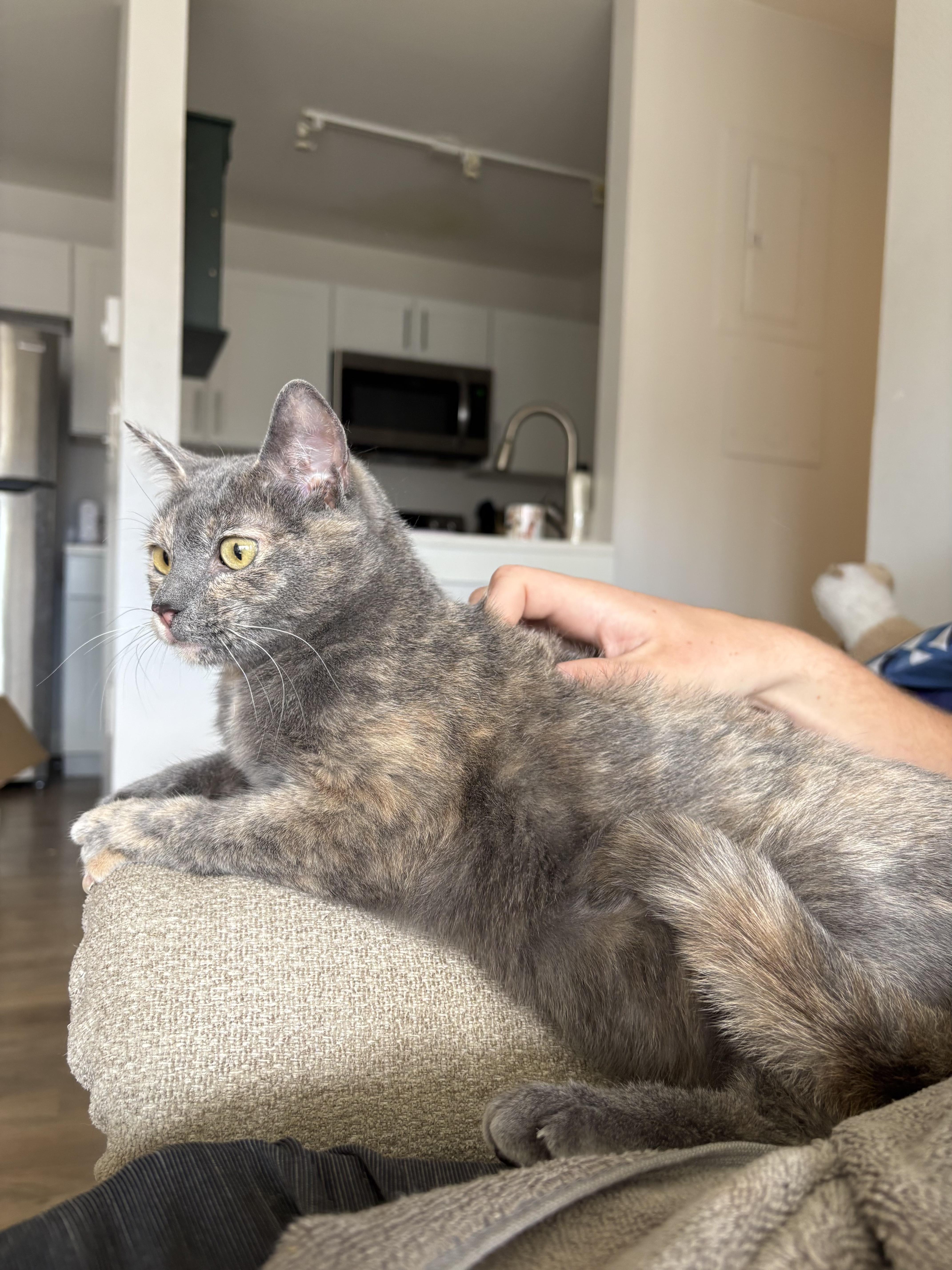 Enlarge Gracie, a ADOPTABLE mixed breed in Fort Collins, CO image 4/6
