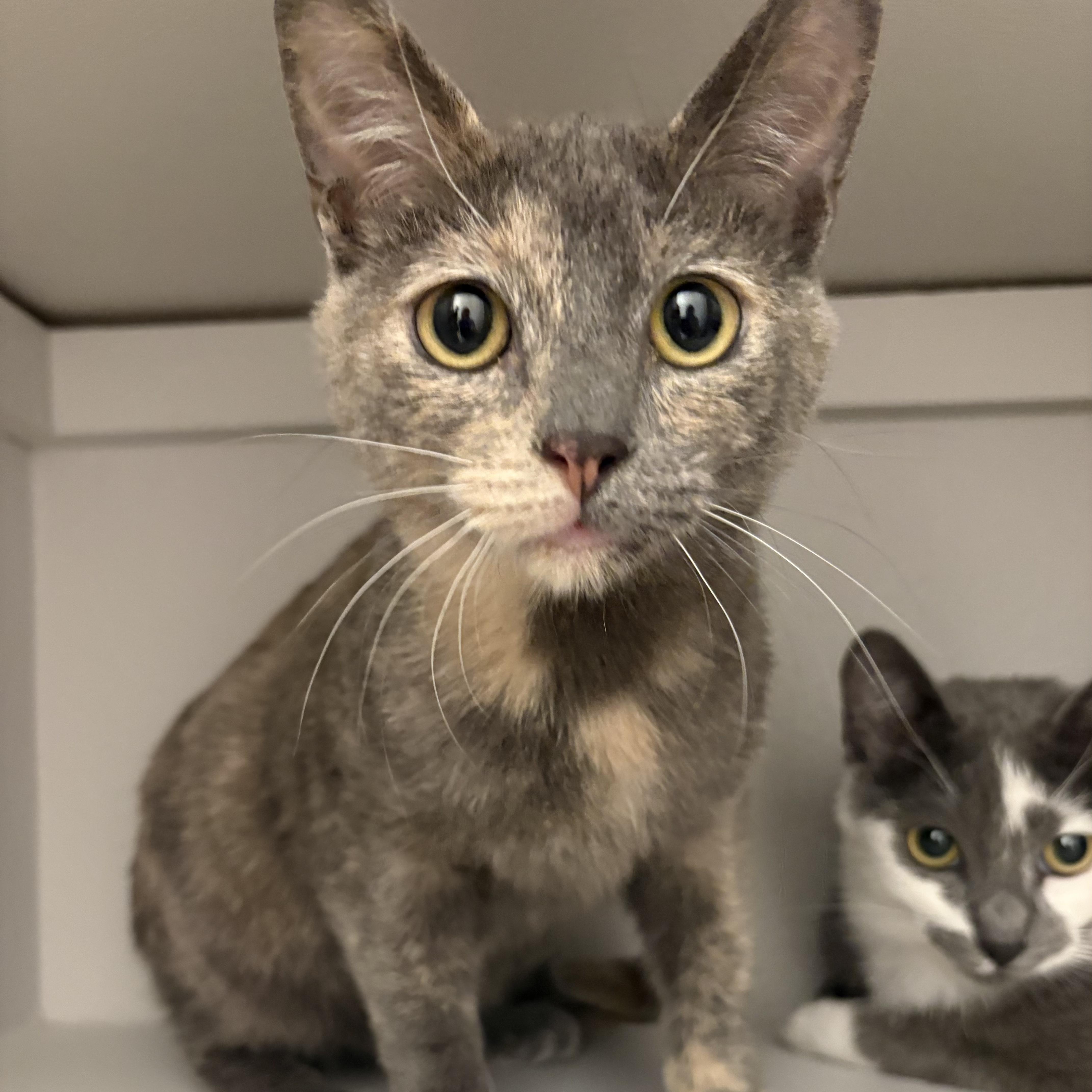 Gracie, ADOPTABLE, Young Female Domestic Short Hair.