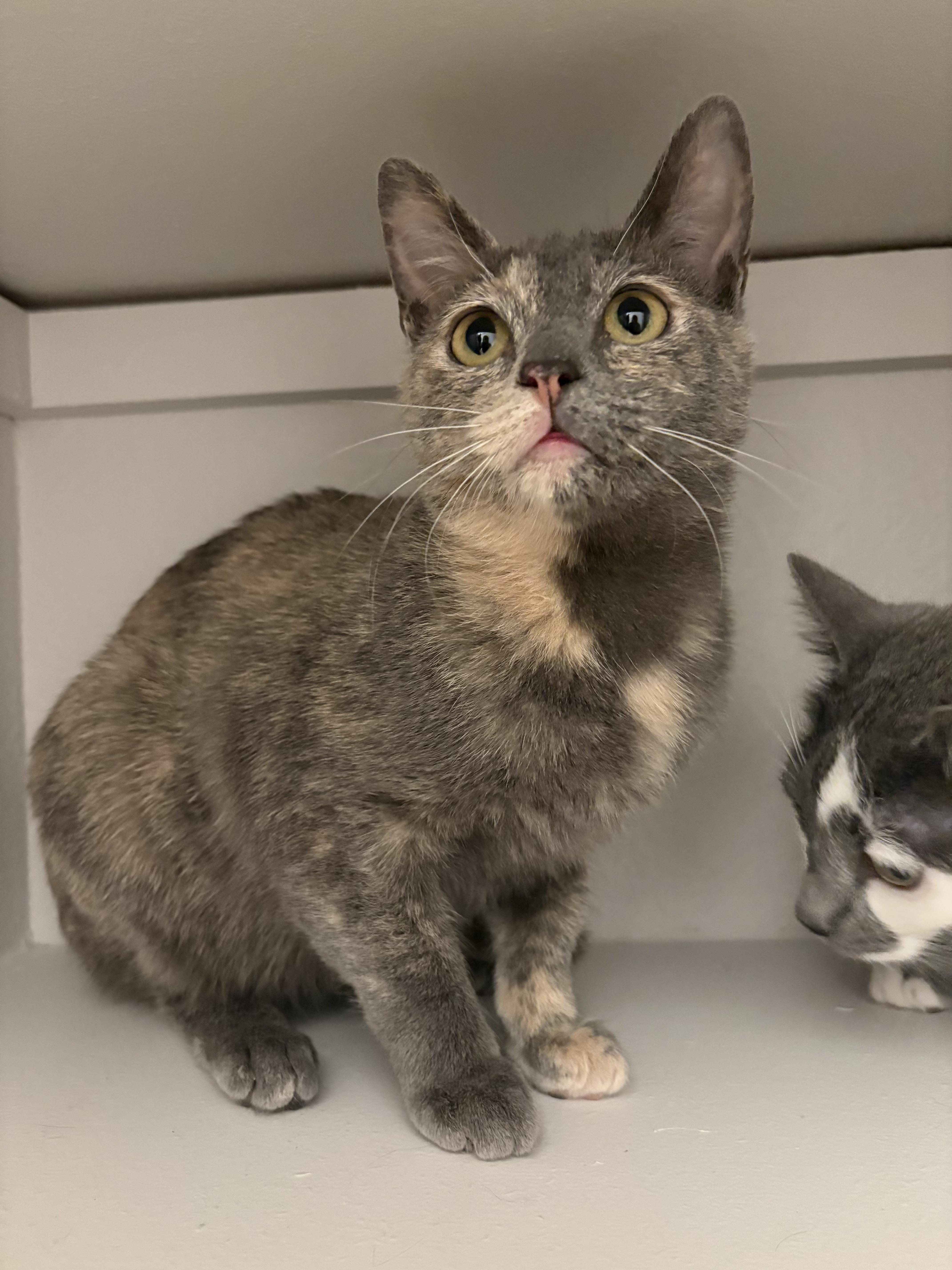 Enlarge Gracie, a ADOPTABLE mixed breed in Fort Collins, CO image 4/6