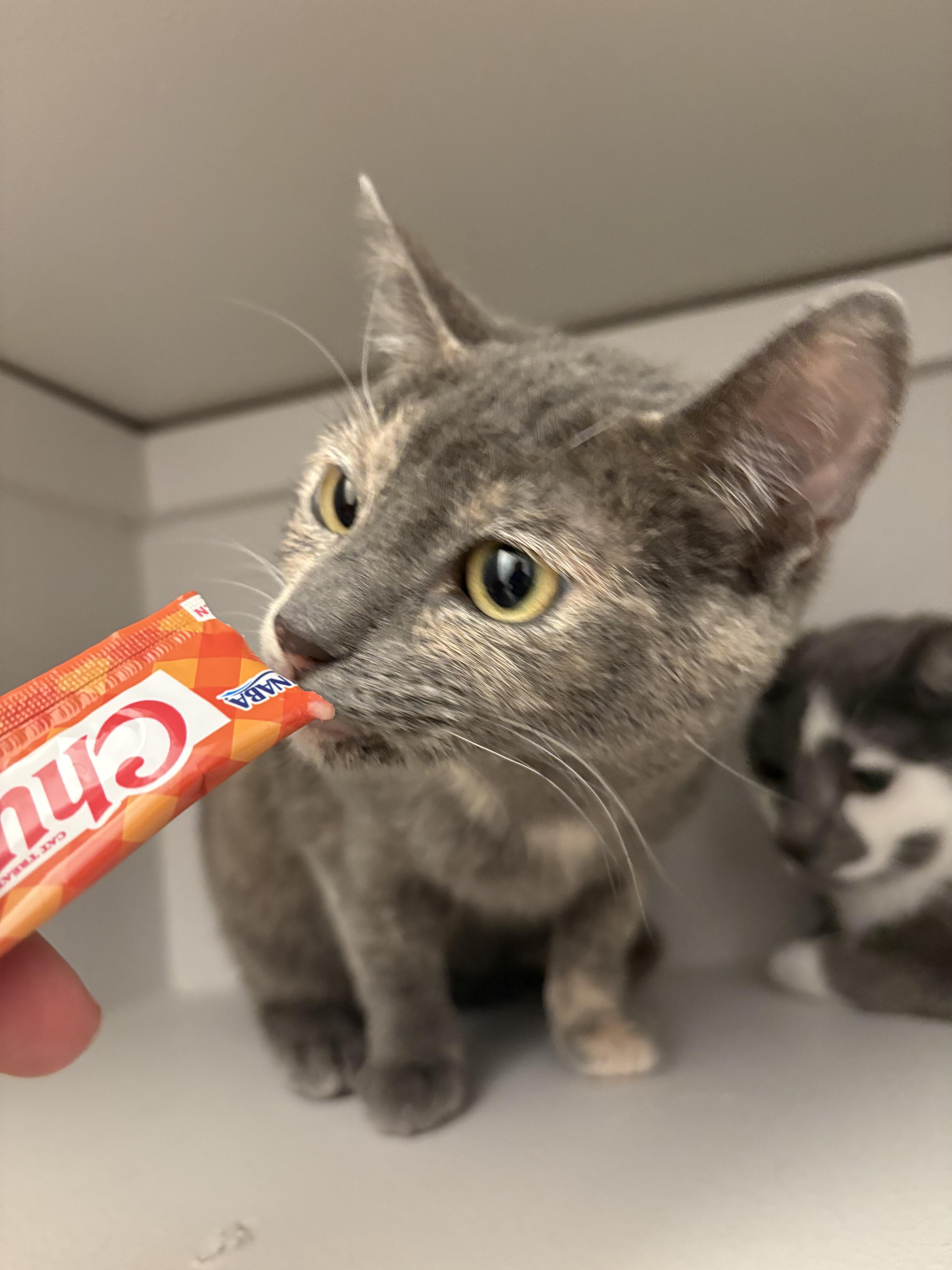Enlarge Gracie, a ADOPTABLE mixed breed in Fort Collins, CO image 2/6