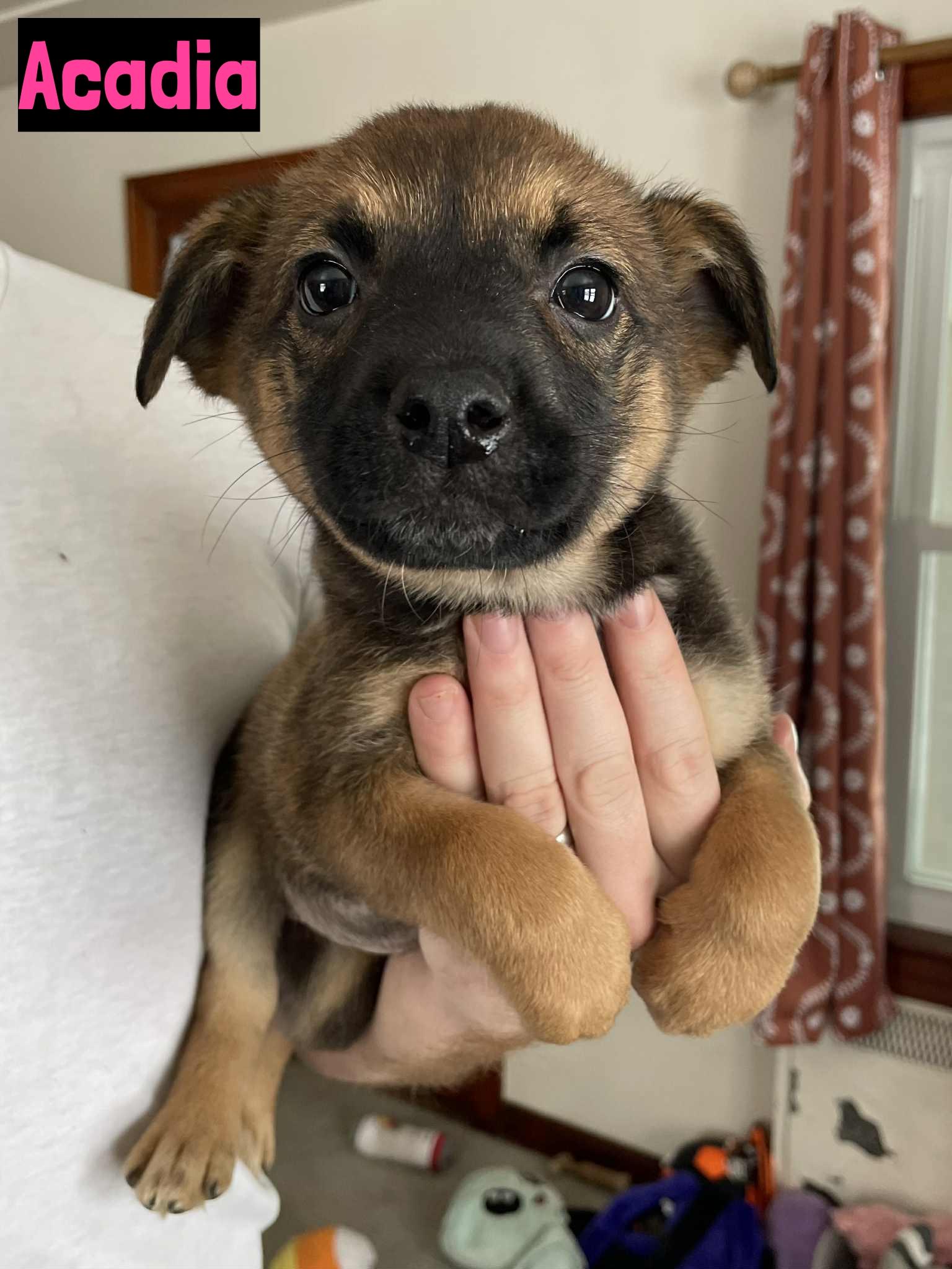 Enlarge Acadia, a ADOPTABLE mixed breed in Grand Rapids, MI image 1/1