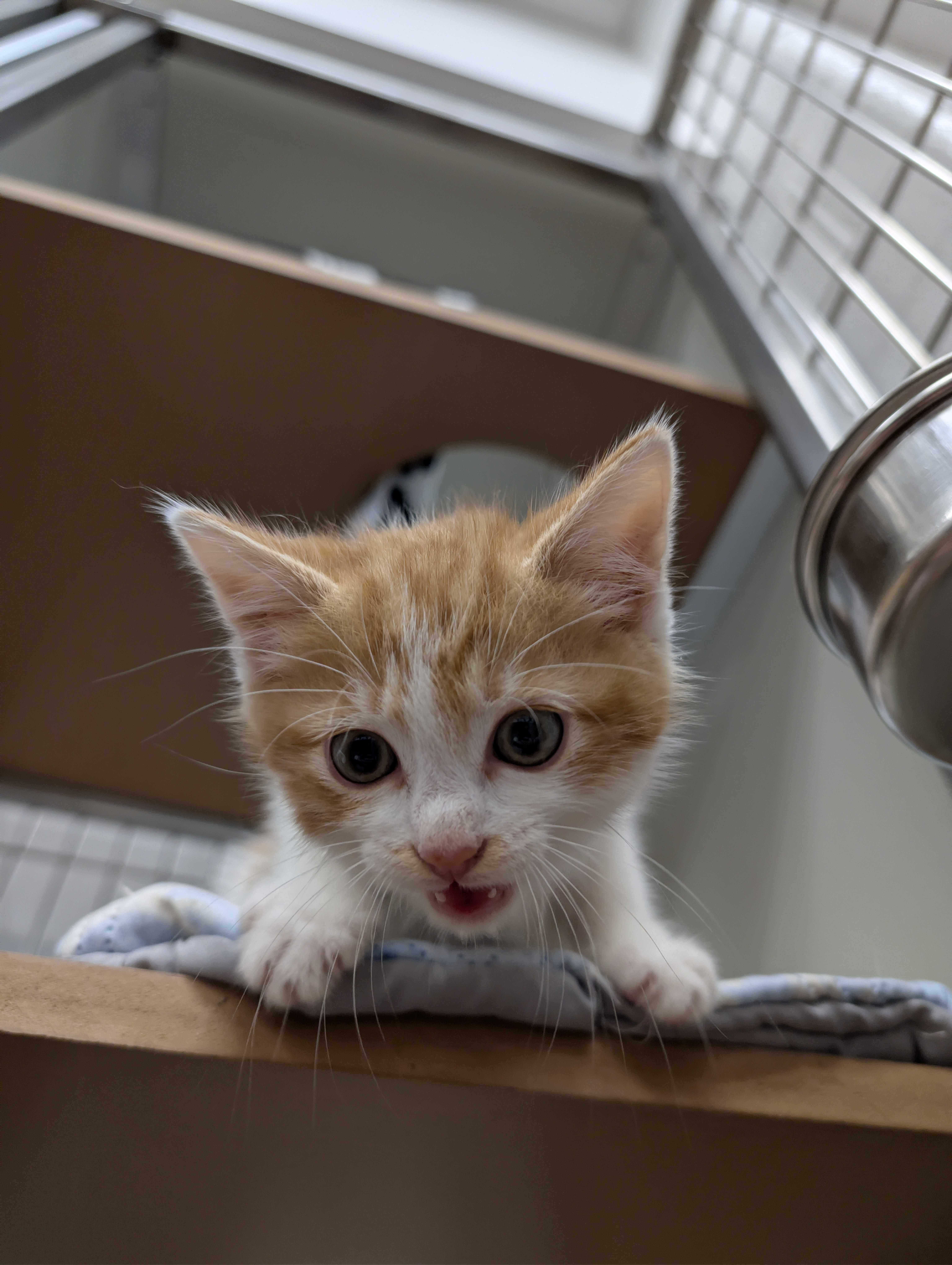 Enlarge Motley Crew, an adopted American Shorthair in Maidens, VA image 4/4