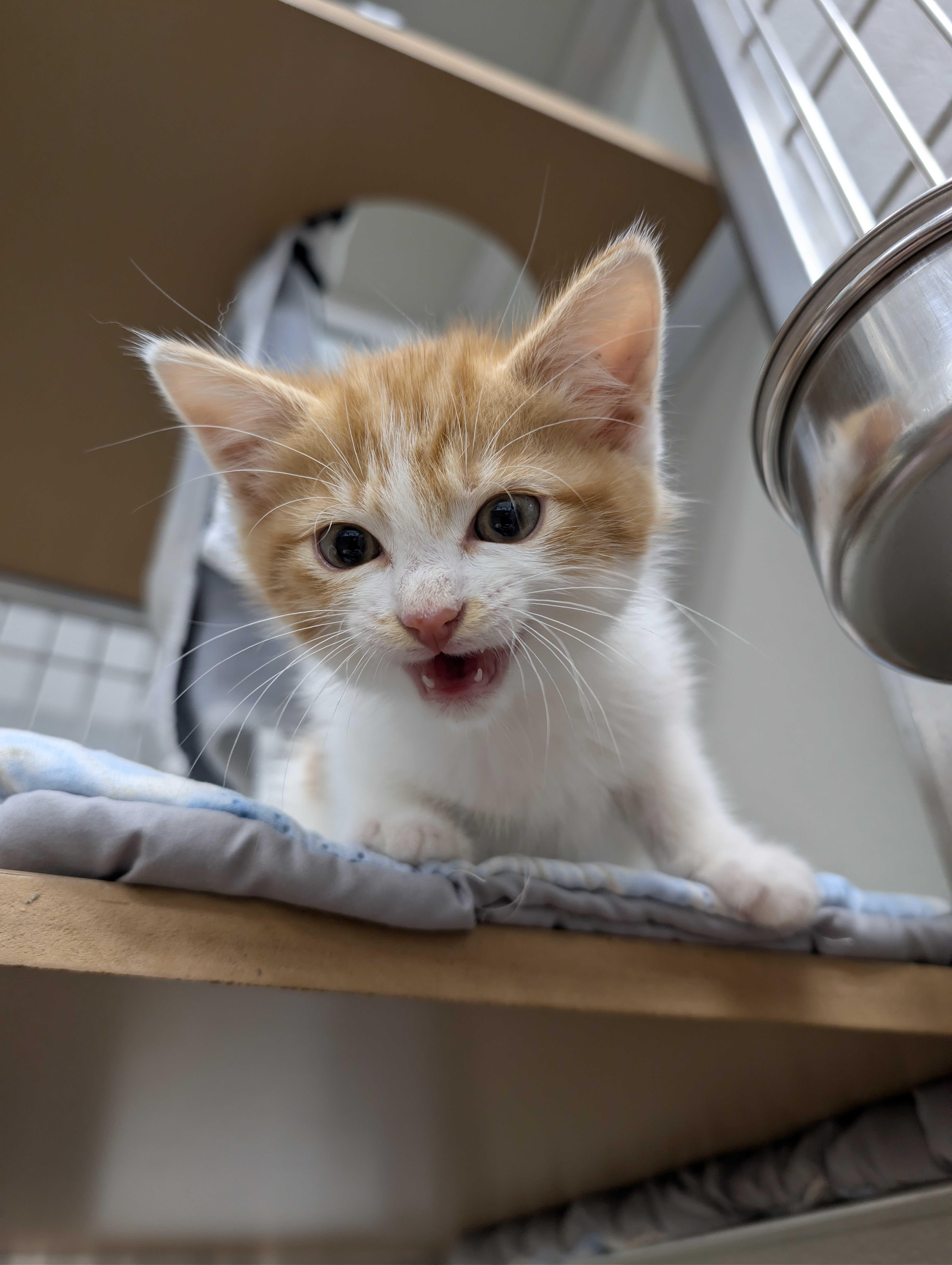 Enlarge Motley Crew, an adopted American Shorthair in Maidens, VA image 2/4