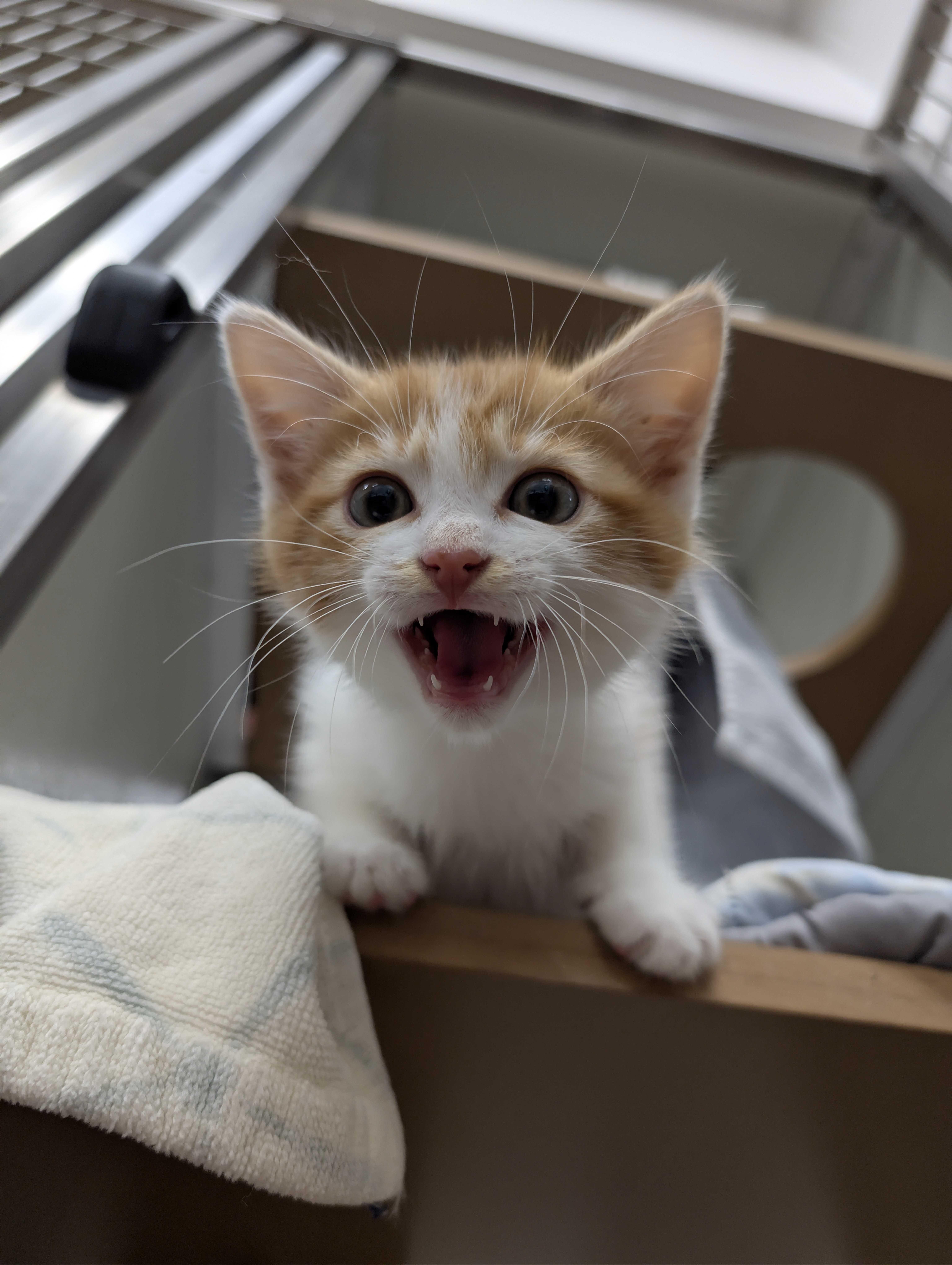 Motley Crew, adopted, Young Male American Shorthair.