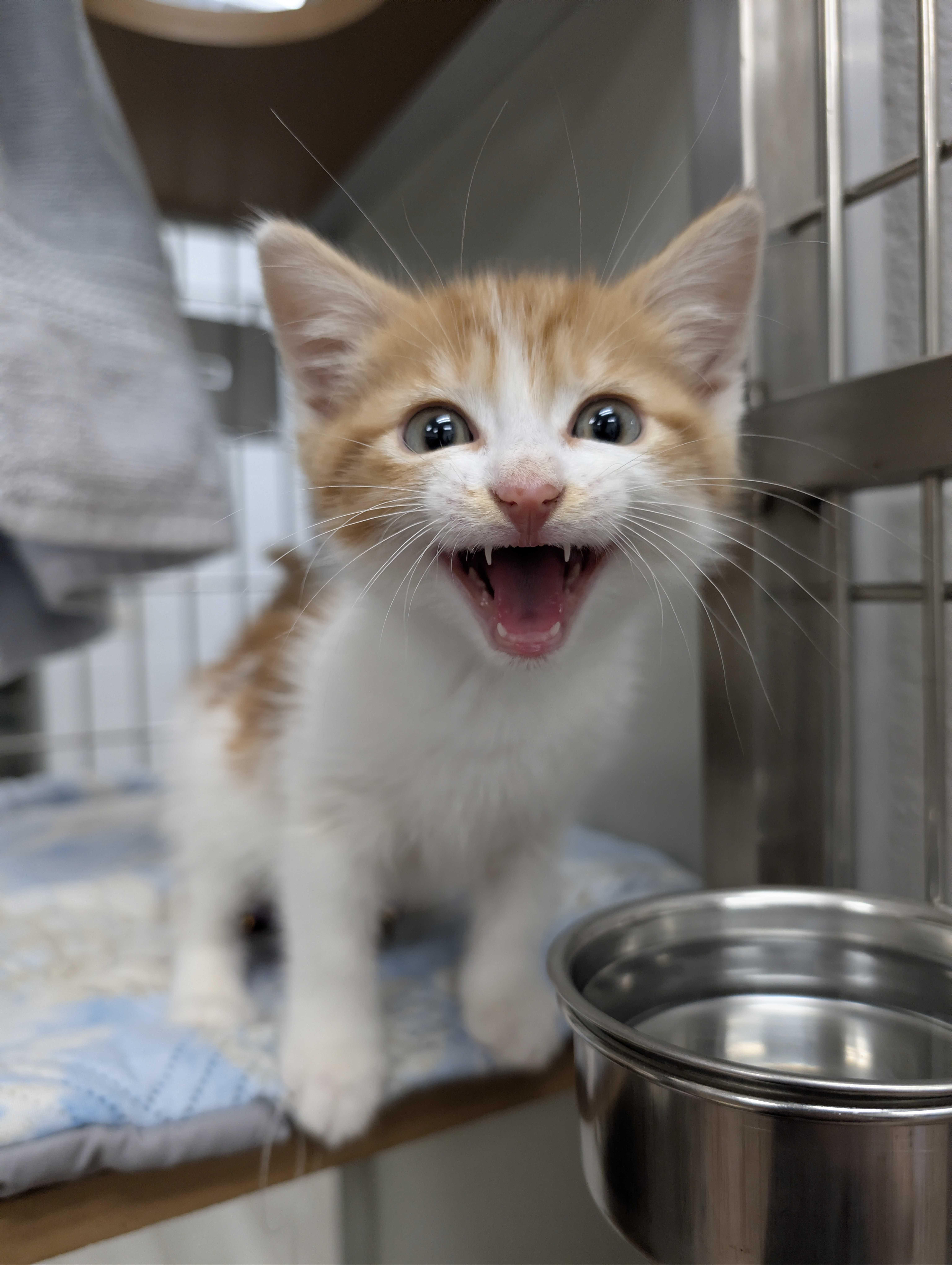 Enlarge Motley Crew, an adopted American Shorthair in Maidens, VA image 3/4