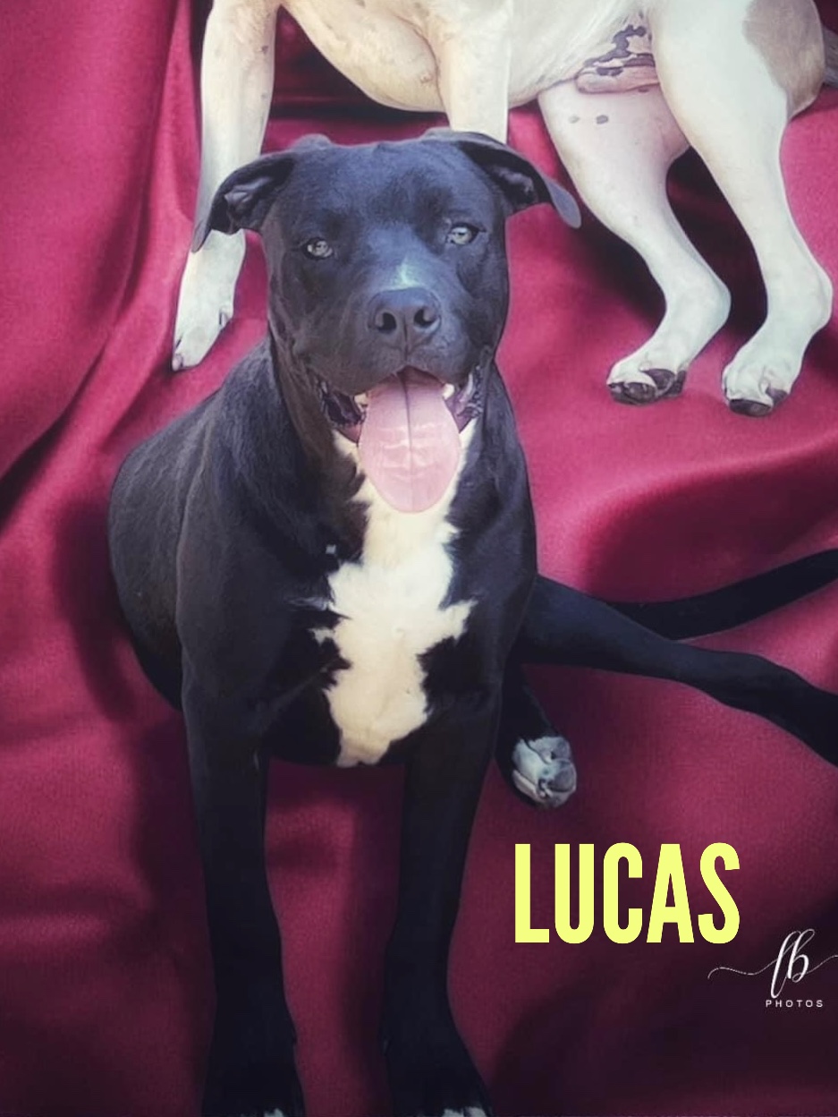 Lucas, a Adoptable mixed breed in Stockbridge, GA image 1/4