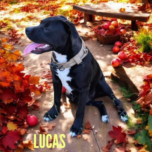 Lucas — thumbnail 3