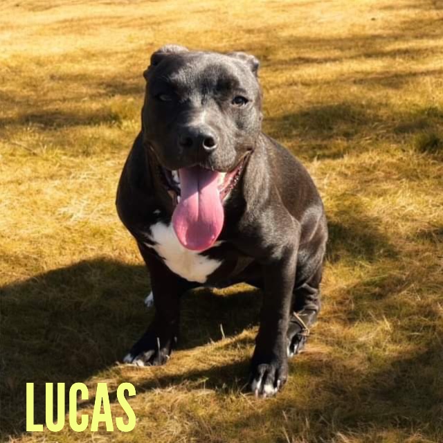 Lucas — thumbnail 4