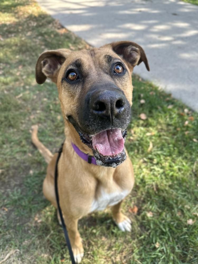 Molly, Adopted, Young Female Labrador Retriever & Shepherd.