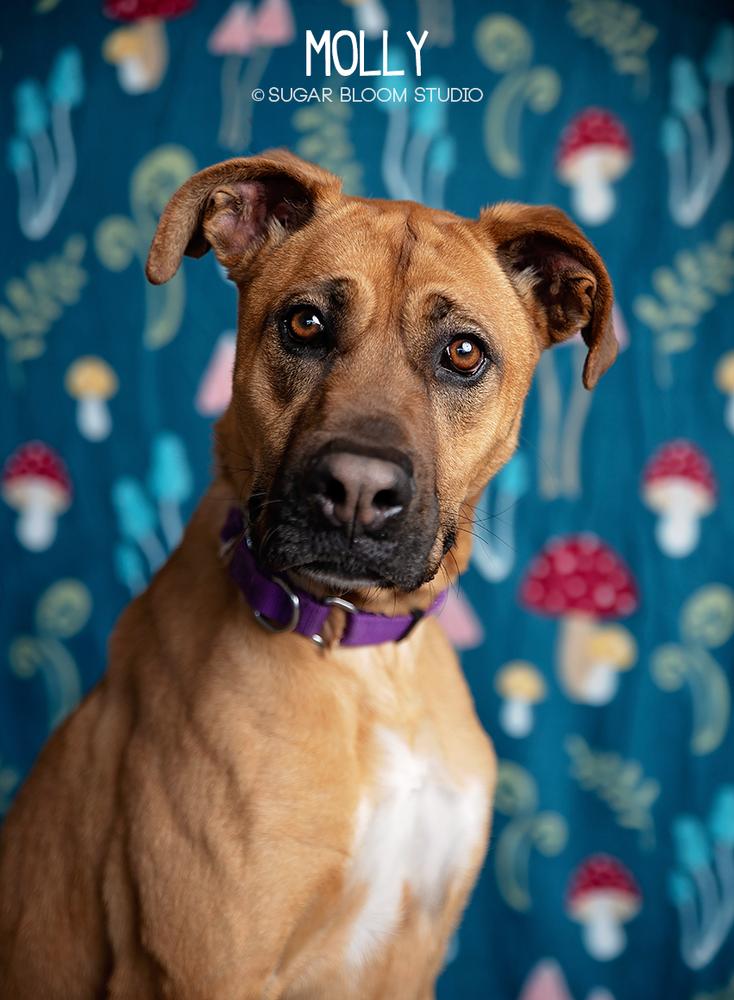 Enlarge Molly, a Adopted mixed breed in Littleton, CO image 2/6