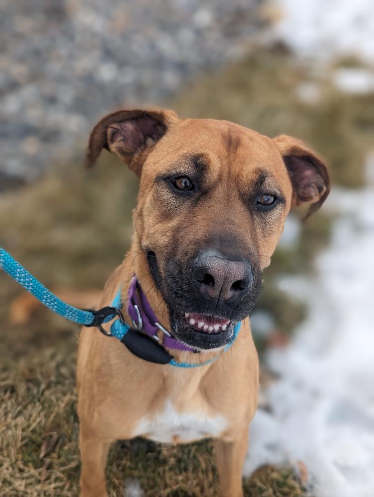 Enlarge Molly, a Adopted mixed breed in Littleton, CO image 3/6
