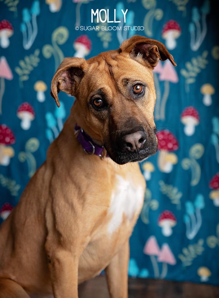 Enlarge Molly, a Adopted mixed breed in Littleton, CO image 4/6