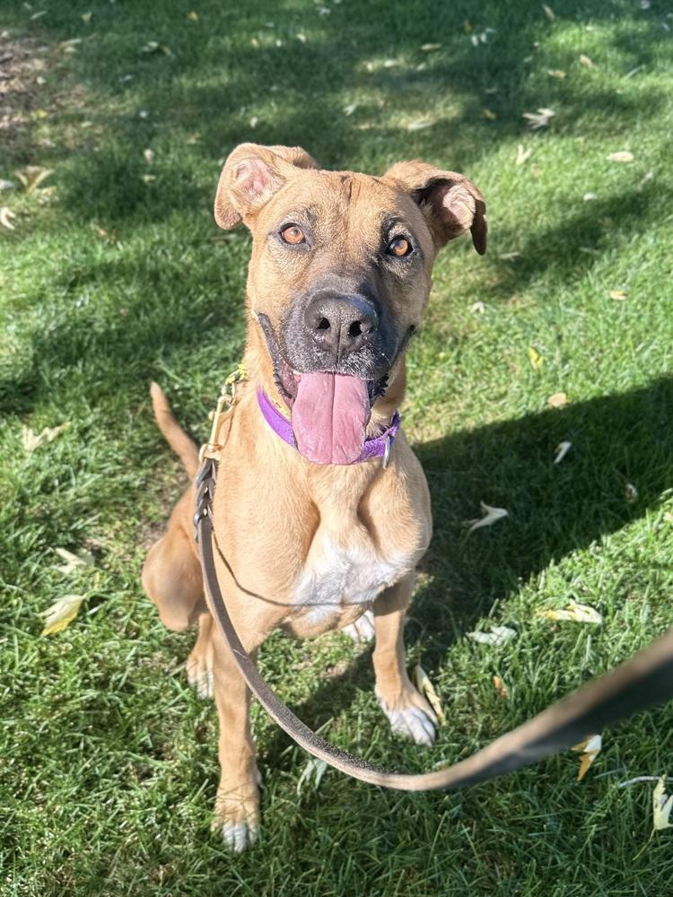 Enlarge Molly, a Adopted mixed breed in Littleton, CO image 5/6