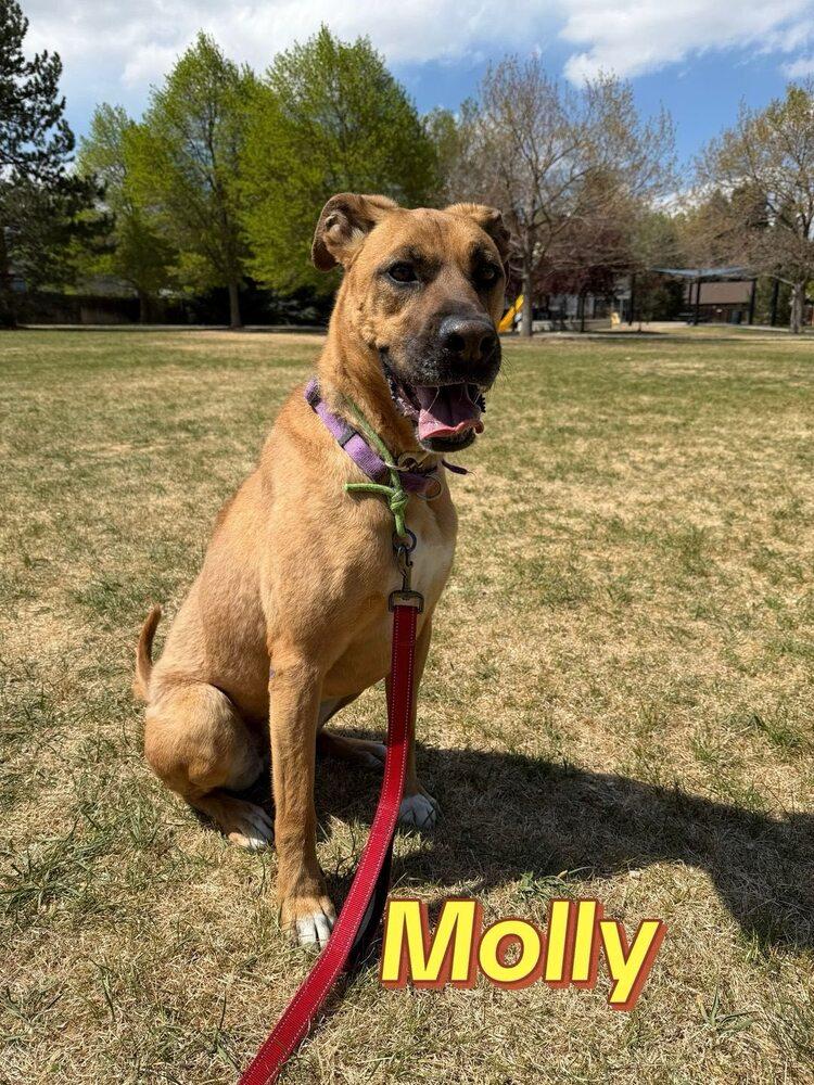 Molly, a Adopted mixed breed in Littleton, CO image 5/6