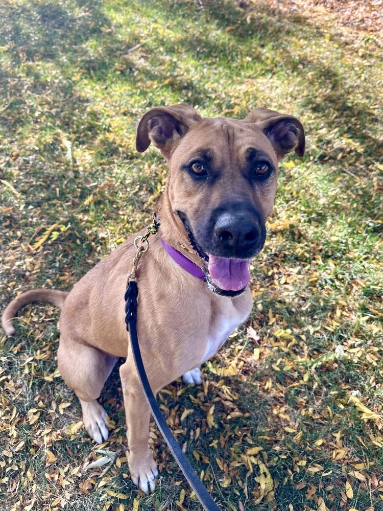 Enlarge Molly, a Adopted mixed breed in Littleton, CO image 6/6