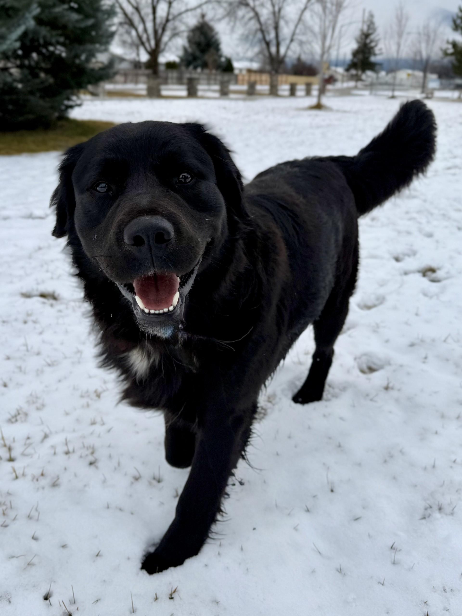 Charlie, a ADOPTABLE mixed breed in Hamilton, MT image 6/6
