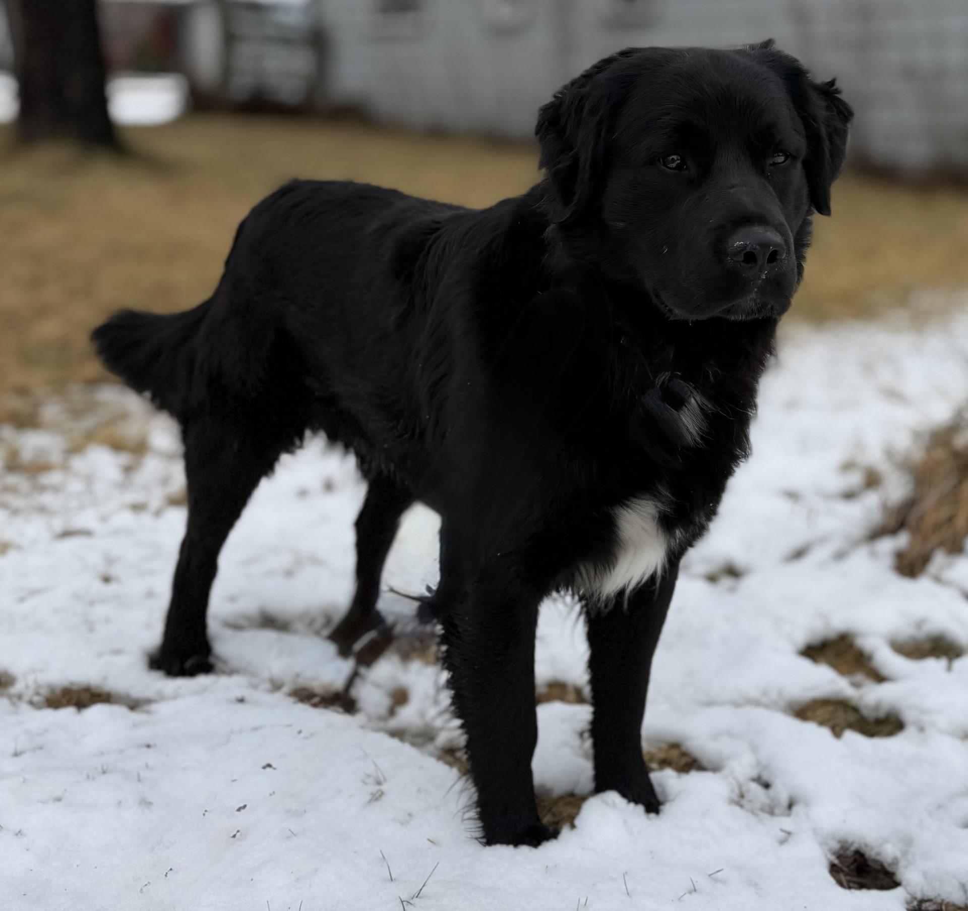 Charlie, ADOPTABLE, Young Male Golden Retriever.