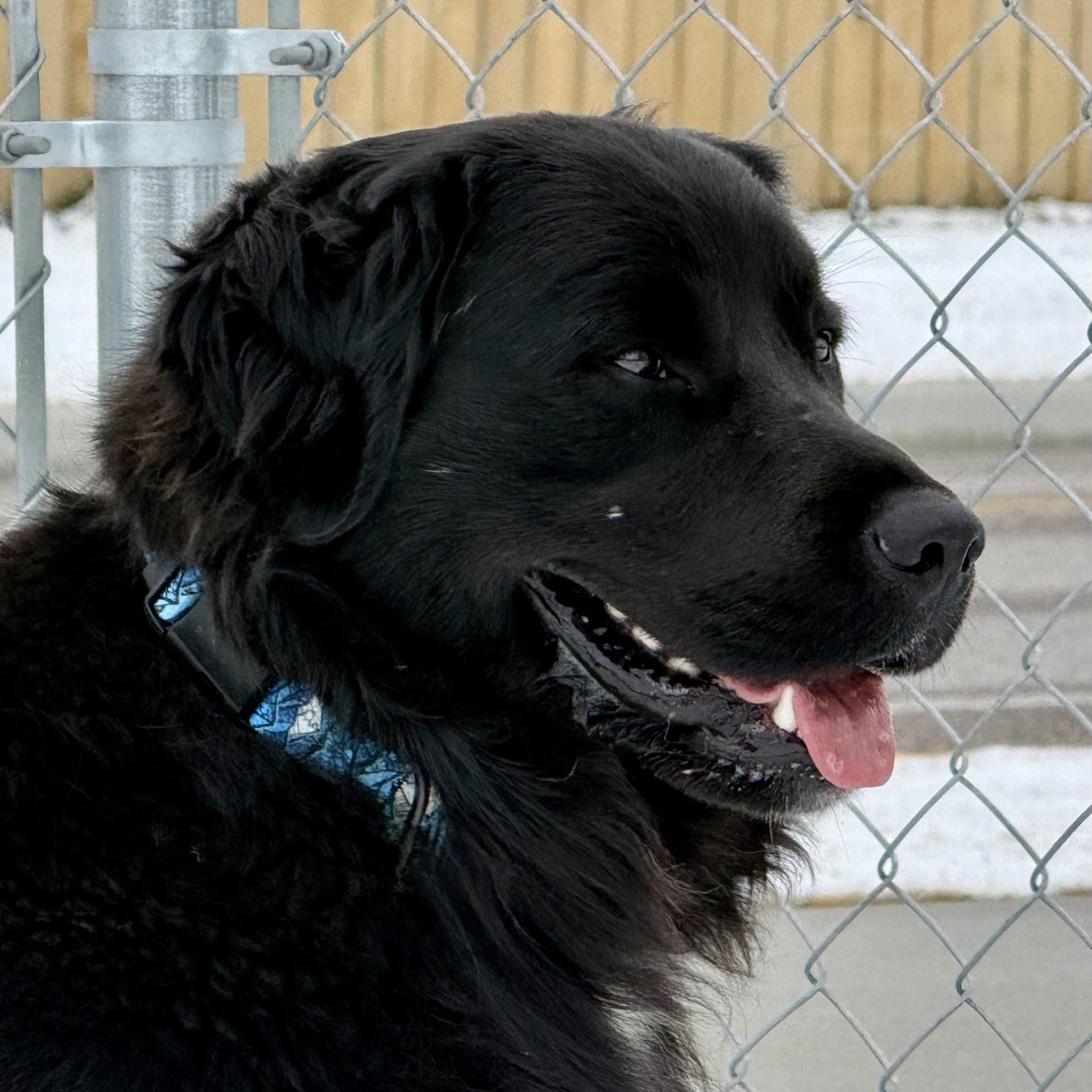 Charlie, a ADOPTABLE mixed breed in Hamilton, MT image 2/6