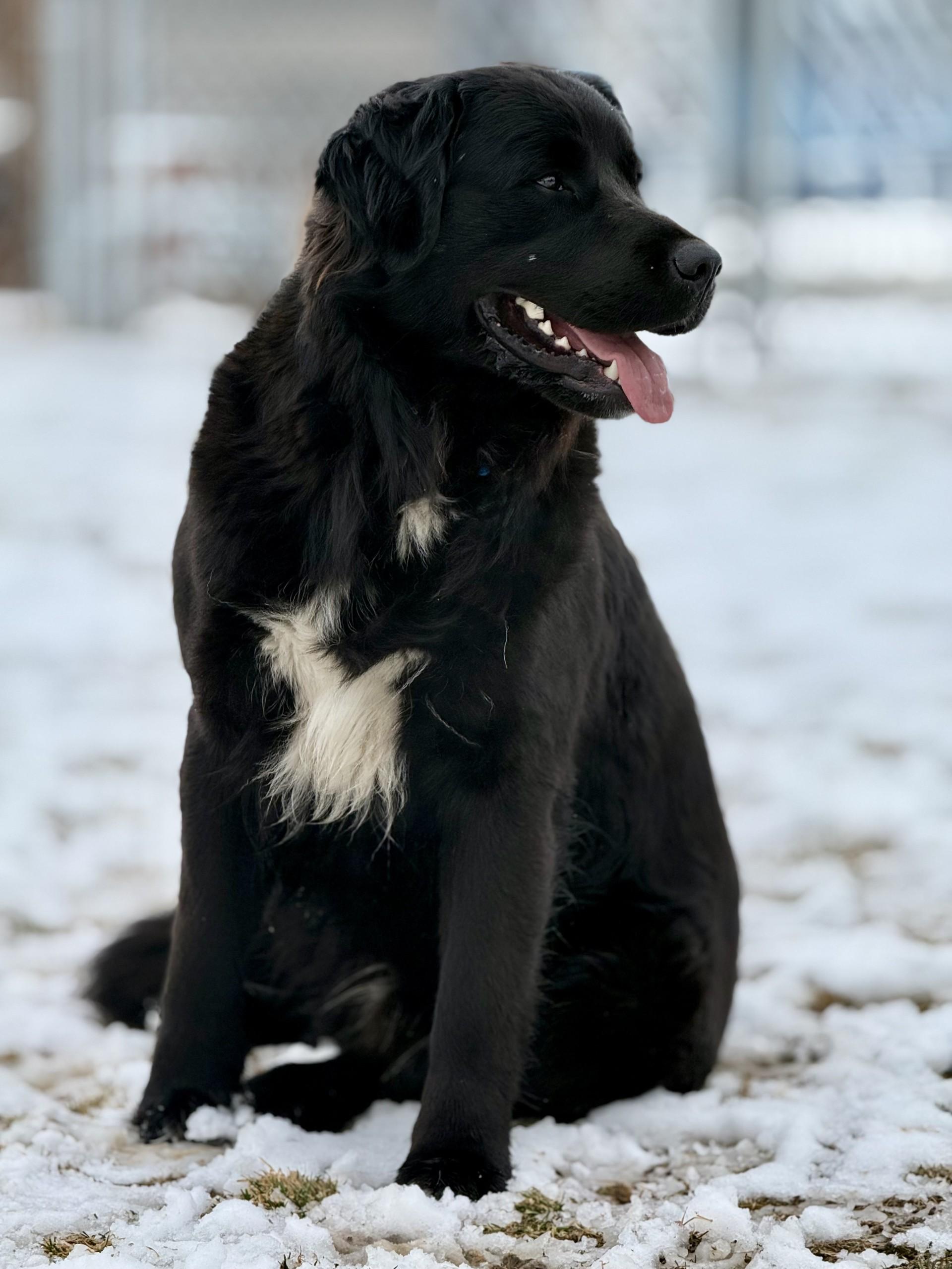 Charlie, a ADOPTABLE mixed breed in Hamilton, MT image 3/6
