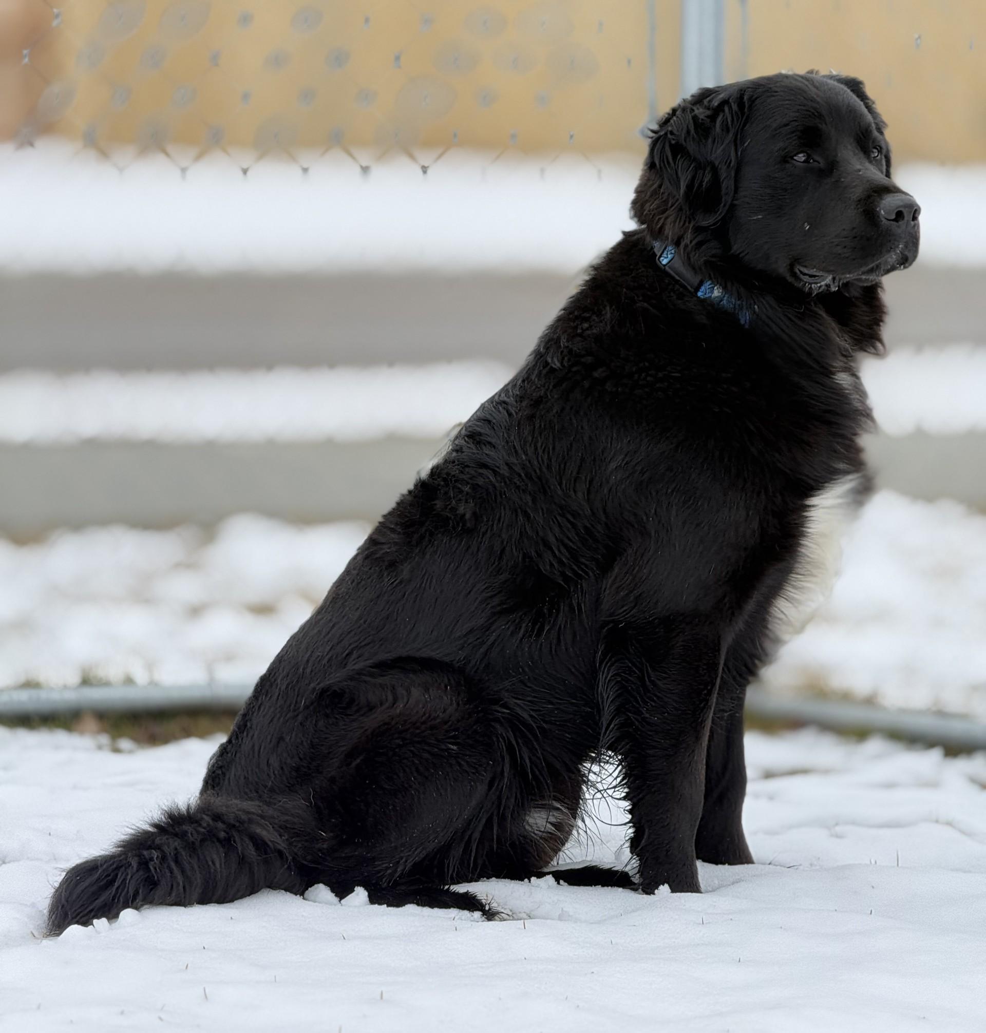 Charlie, a ADOPTABLE mixed breed in Hamilton, MT image 4/6