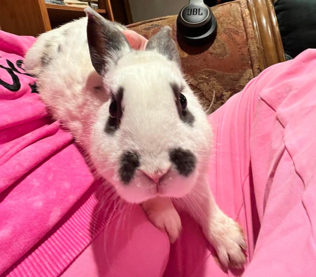 Jupiter, Adopted, Young Male Dwarf & Bunny Rabbit.